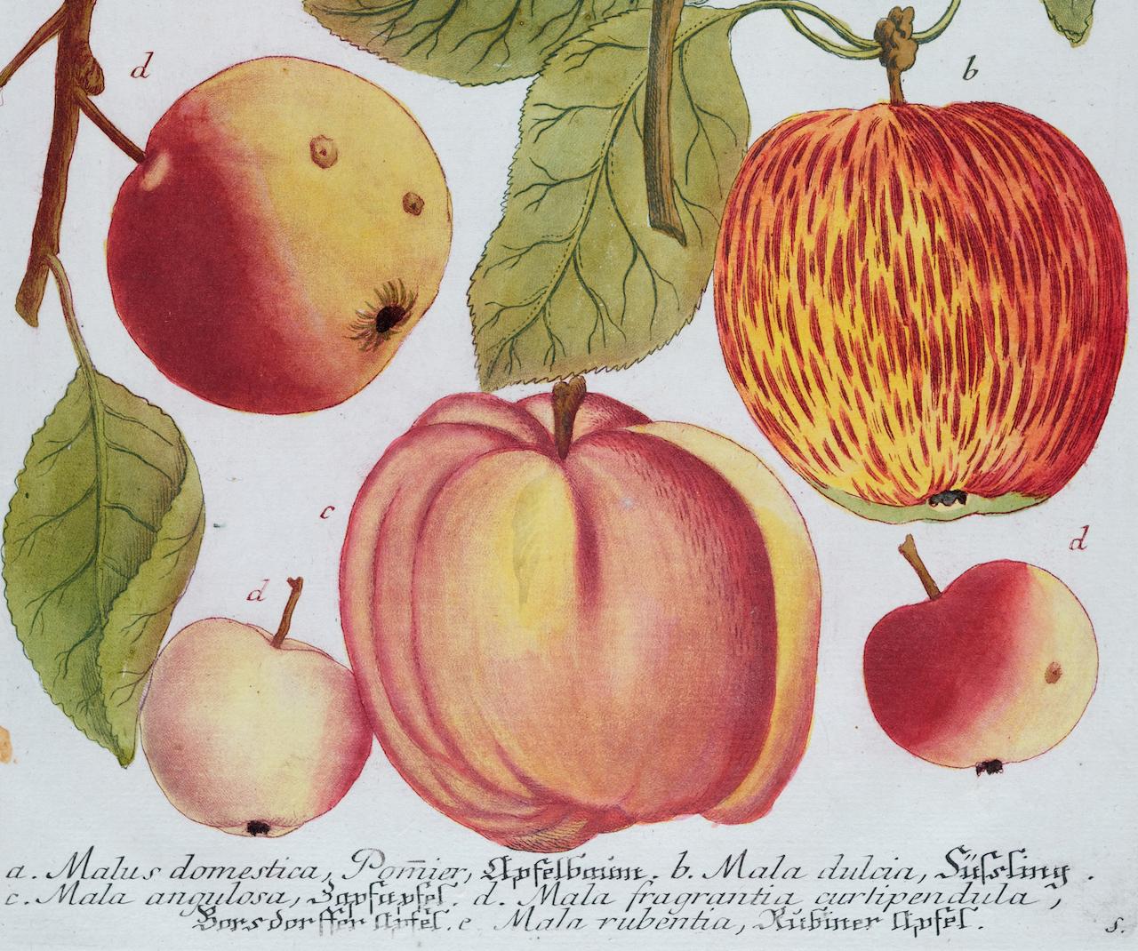 This striking hand-colored botanical mezzotint and line engraving is entitled Malus domestica, Pomier, Apfelbaunt (Apple)