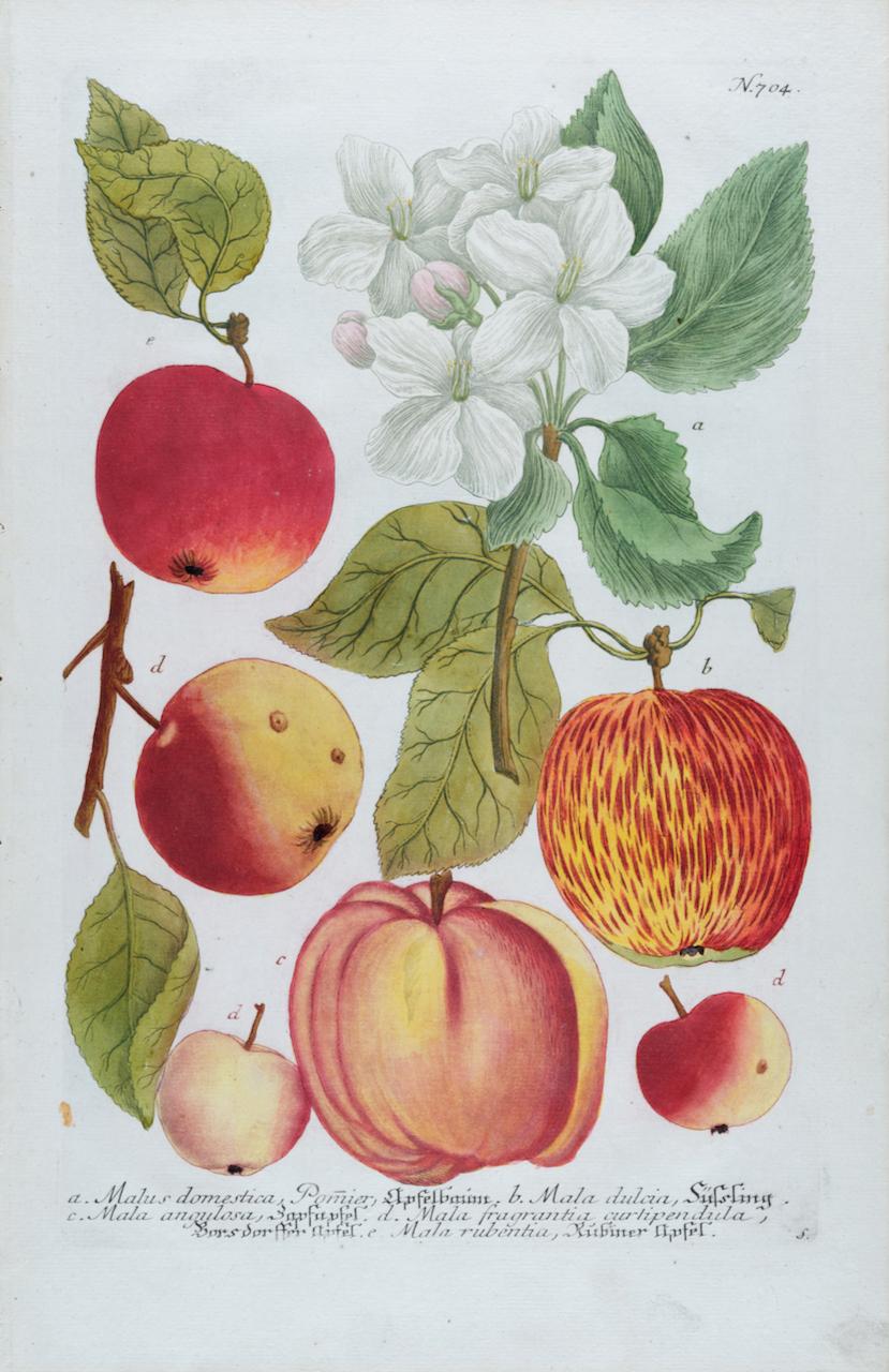 Johann Wilhelm Weinmann Still-Life Print – Apfel: Eine handkolorierte botanische Gravur aus dem 18. Jahrhundert von J. Weinmann