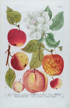 Pomme : Gravure botanique du XVIIIe siècle colorée à la main par J. Weinmann