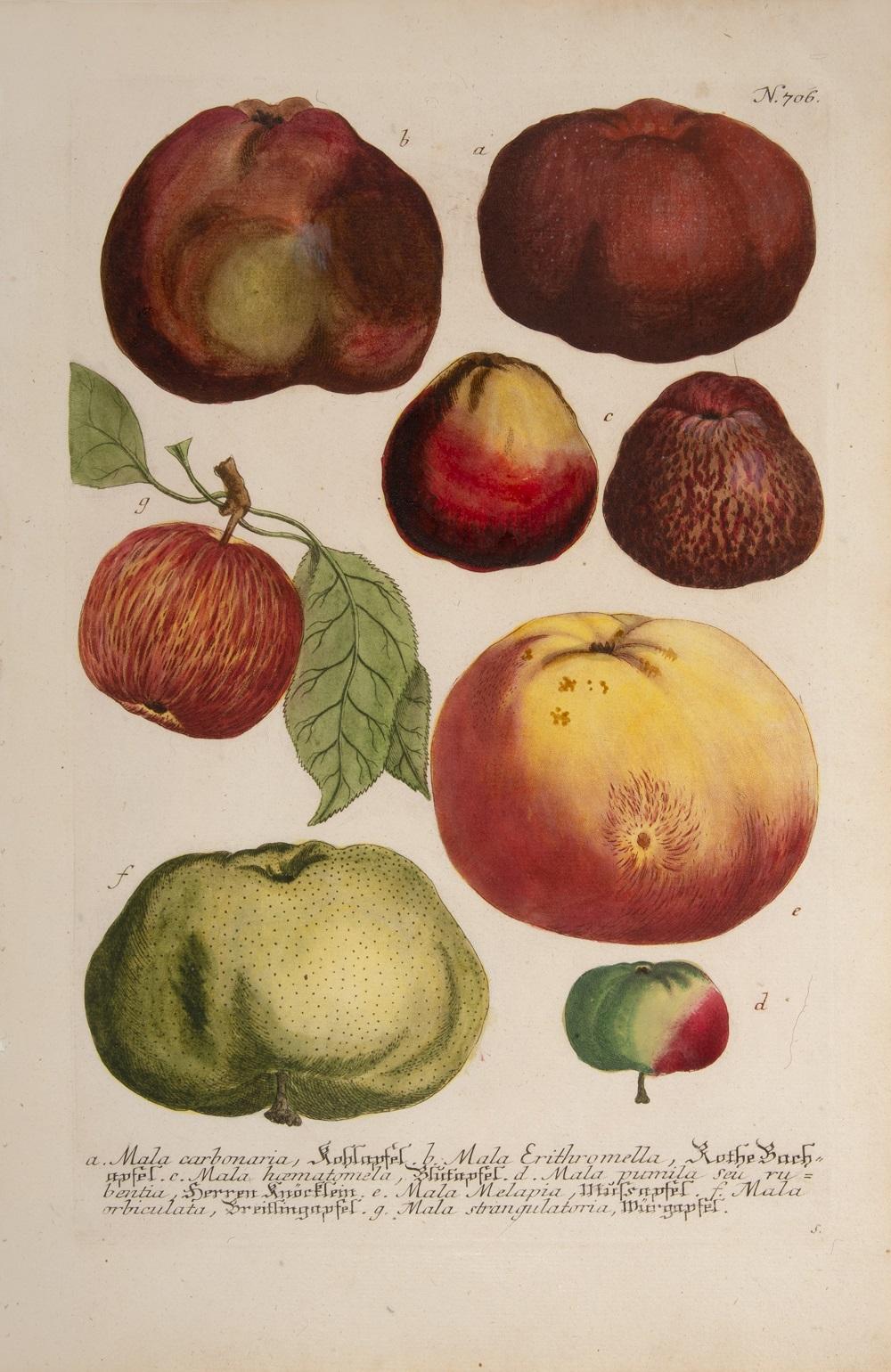 Apples   - Print by Johann Wilhelm Weinmann