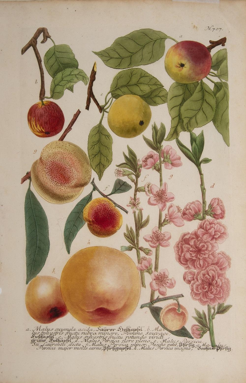 Apples  - Print by Johann Wilhelm Weinmann