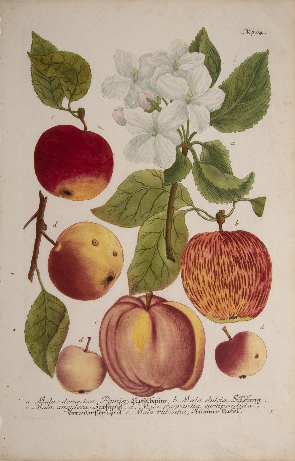 Apples  - Print by Johann Wilhelm Weinmann
