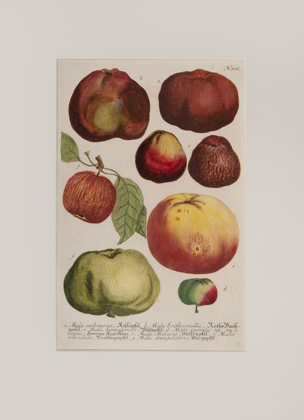 Johann Wilhelm Weinmann Figurative Print - Apples  