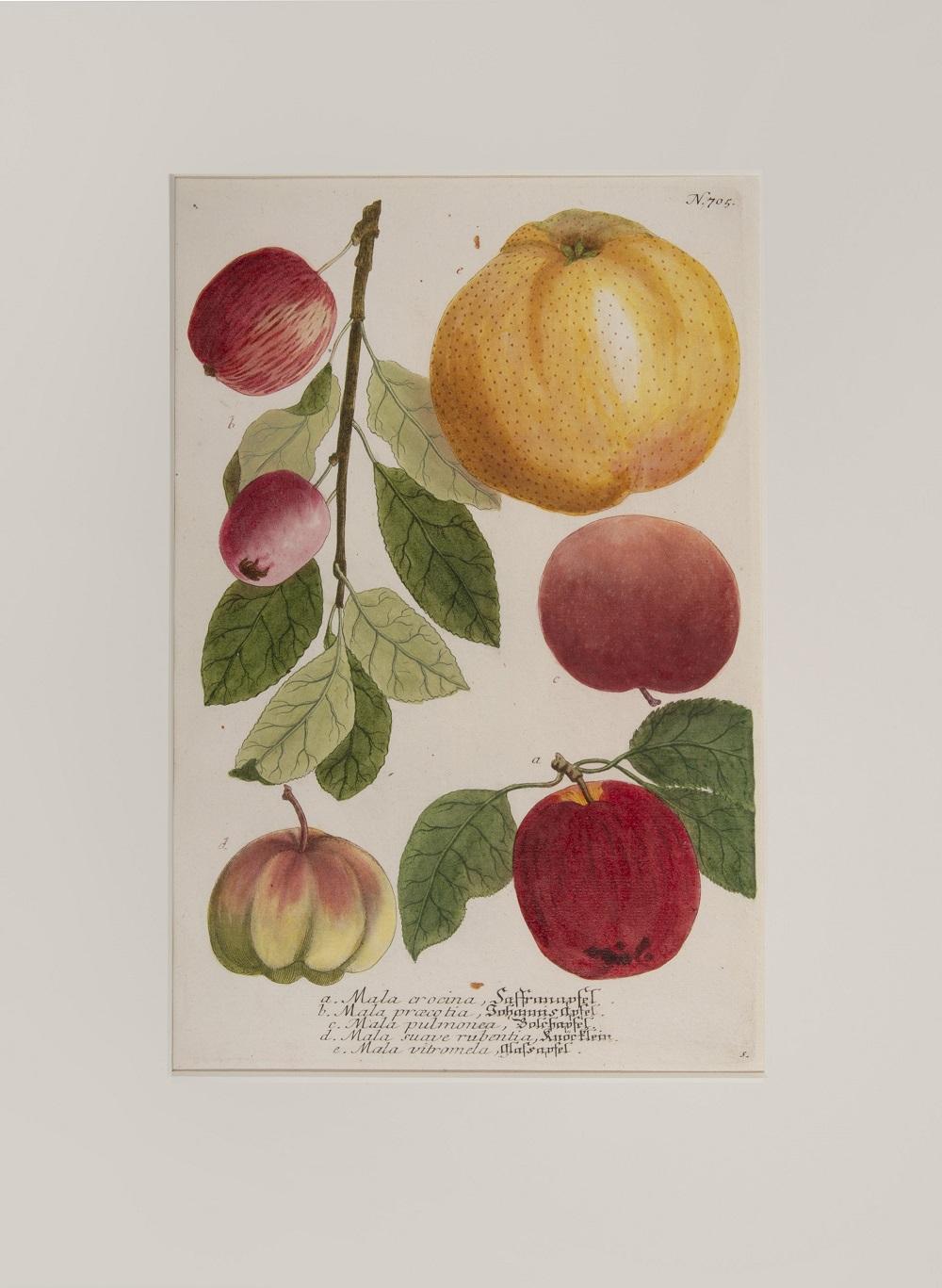 Johann Wilhelm Weinmann Figurative Print - Apples 