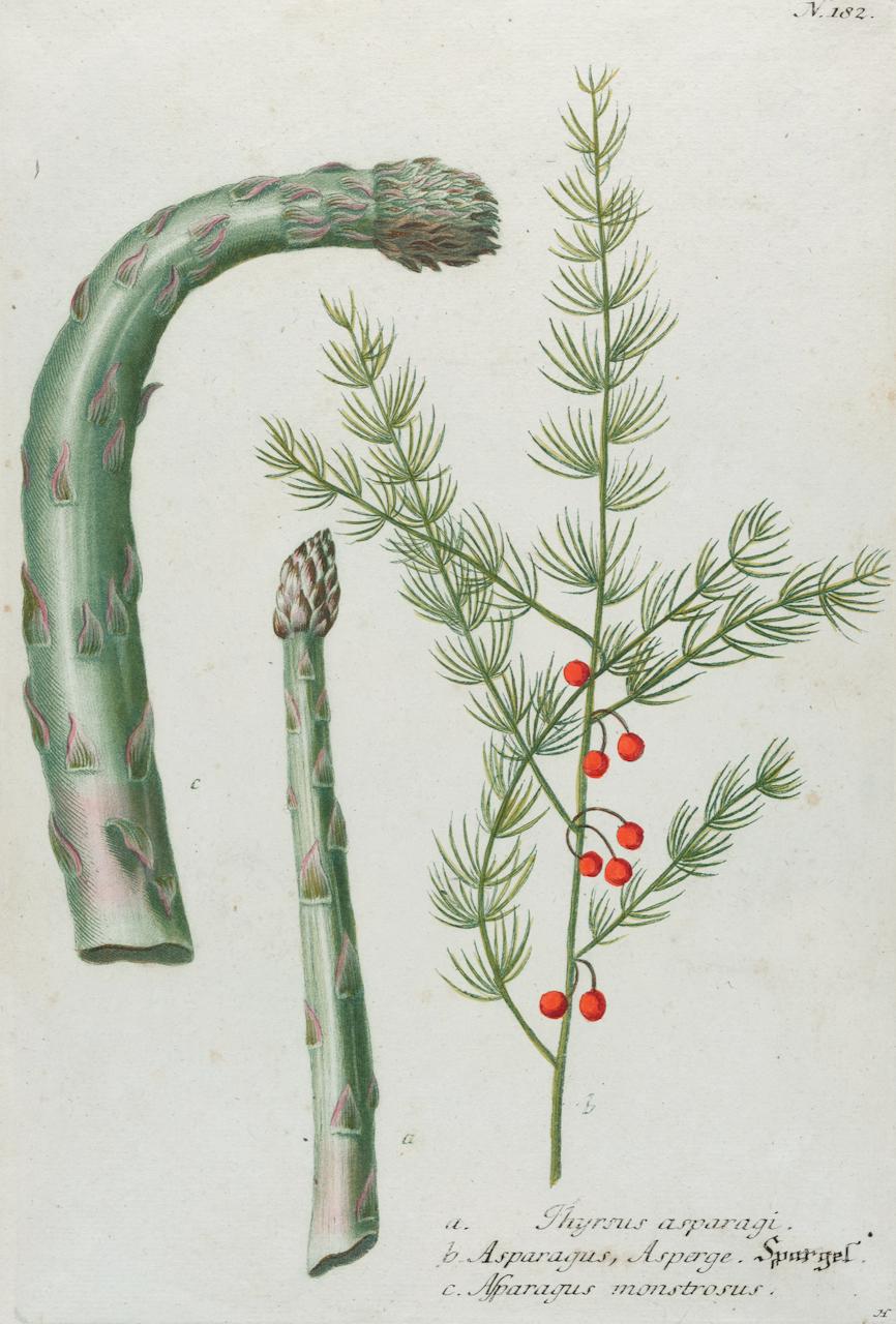 Spargel: Eine handkolorierte botanische Gravur aus dem 18. Jahrhundert von J. Weinmann – Print von Johann Wilhelm Weinmann