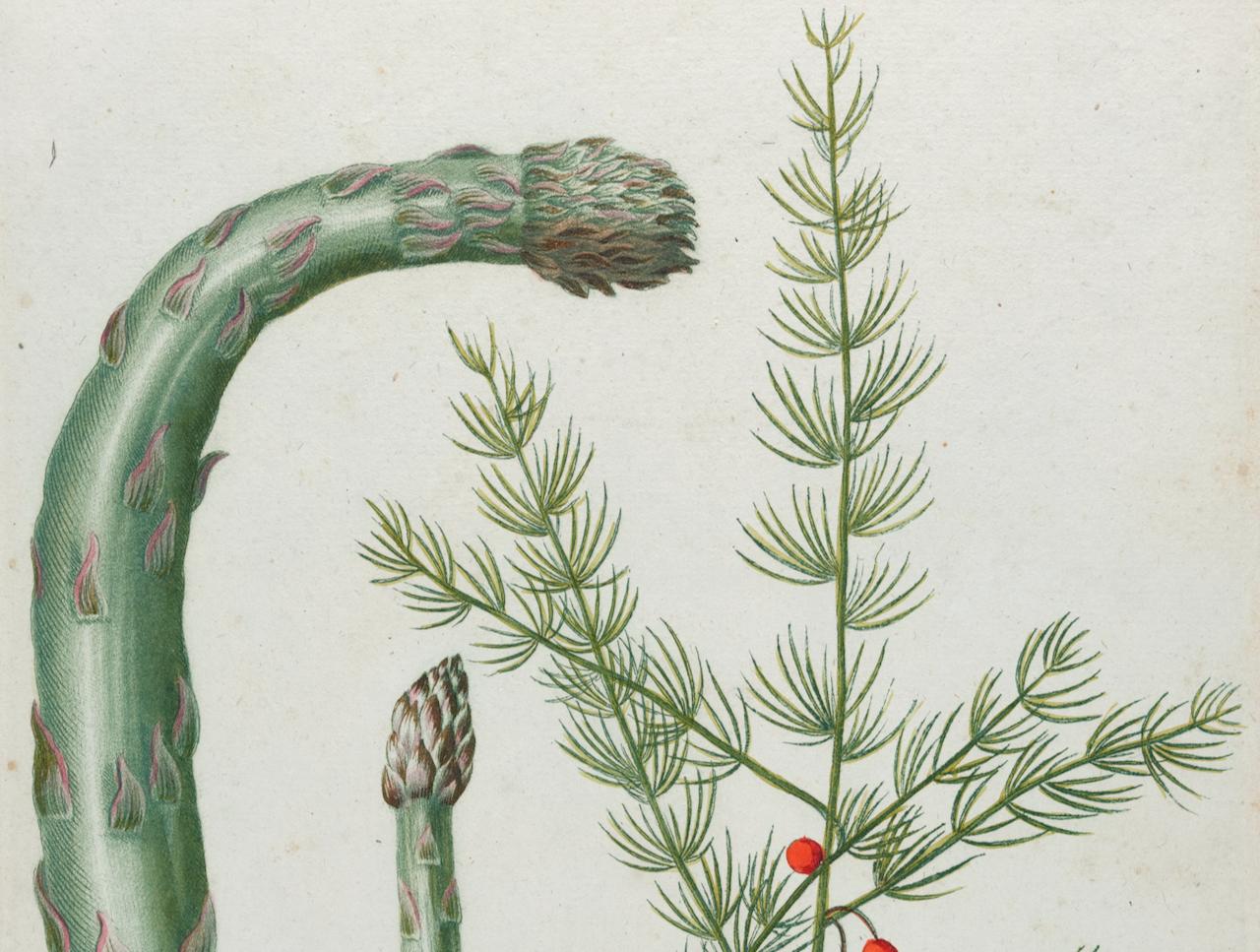 Asperges : une gravure botanique du 18e siècle colorée à la main par J. Weinmann - Naturalisme Print par Johann Wilhelm Weinmann