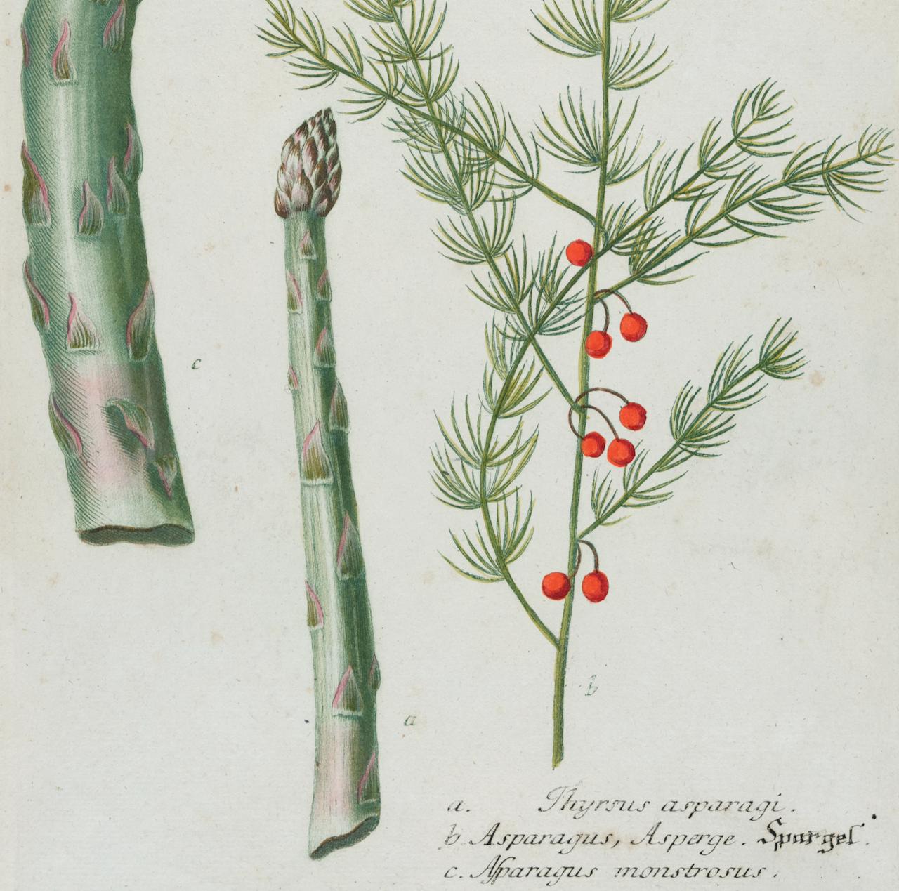 Dieser kolorierte botanische Schabkunst- und Linienstich mit Handkolorierung von Johann Wilhelm Weinmann (1683-1741) trägt den Titel a. Thyrsus asparagi. b. Asparagus, Asperge. c. Asparagus monstrosus (Spargel)