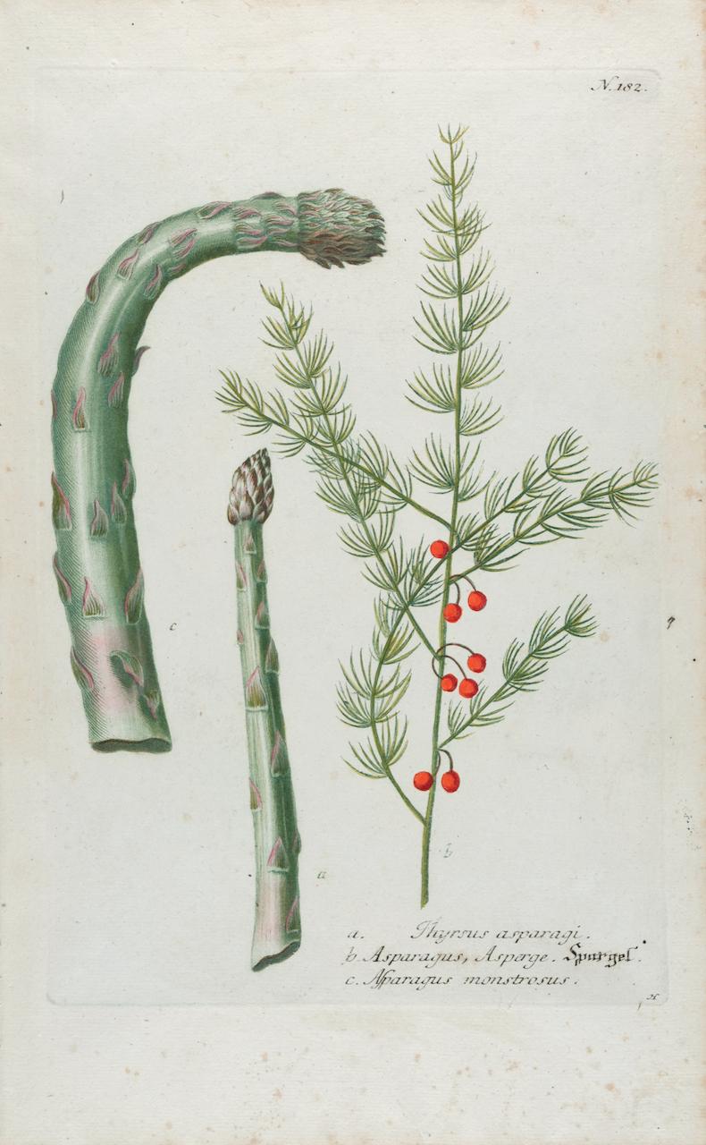 Asperges : une gravure botanique du 18e siècle colorée à la main par J. Weinmann