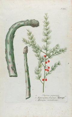 Antique Asparagus: An 18th Century Hand-colored Botanical Engraving by J. Weinmann