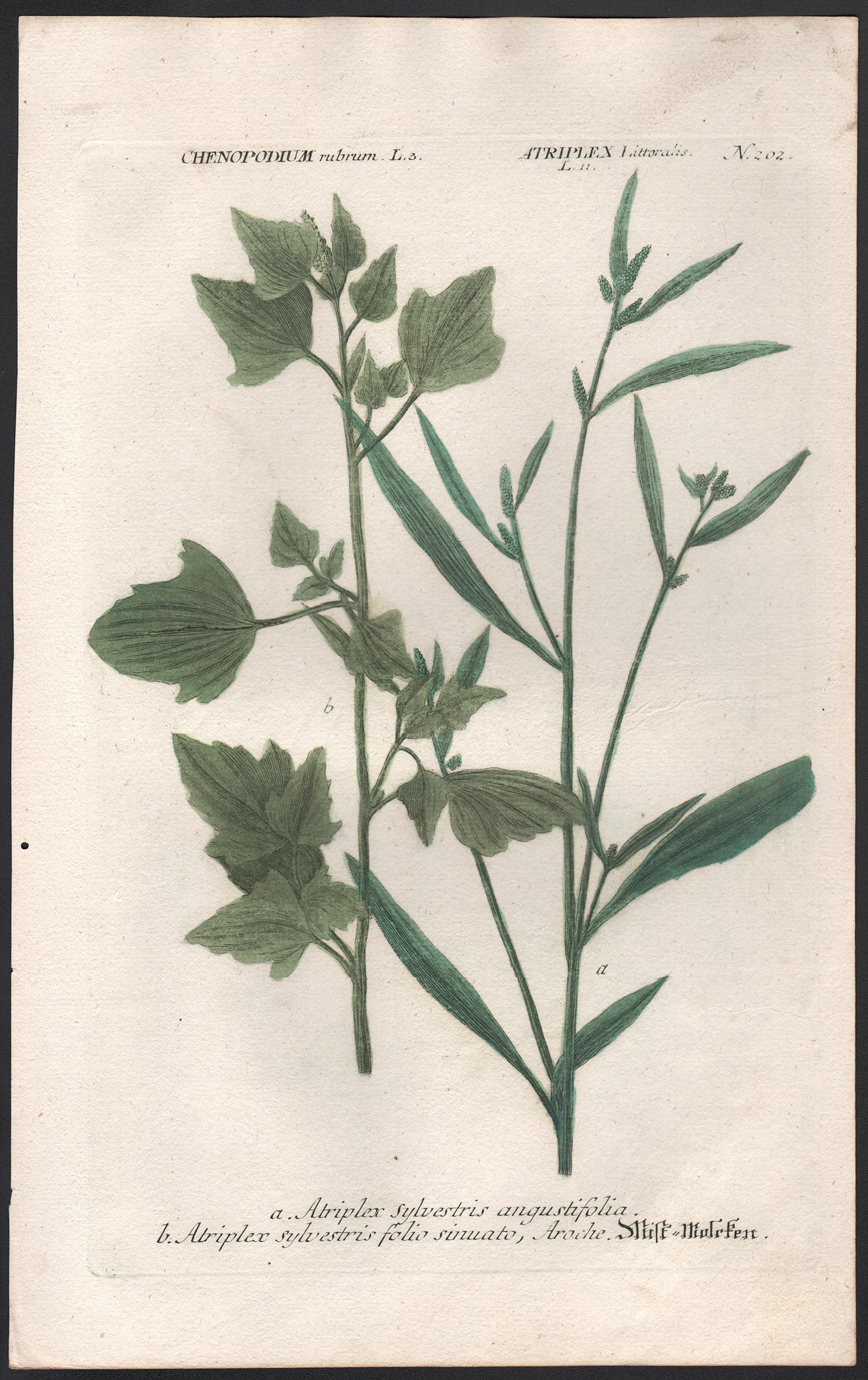 Atriplex sylvestris - 18th century Weinmann botanical herbal plant engraving - Print by Johann Wilhelm Weinmann