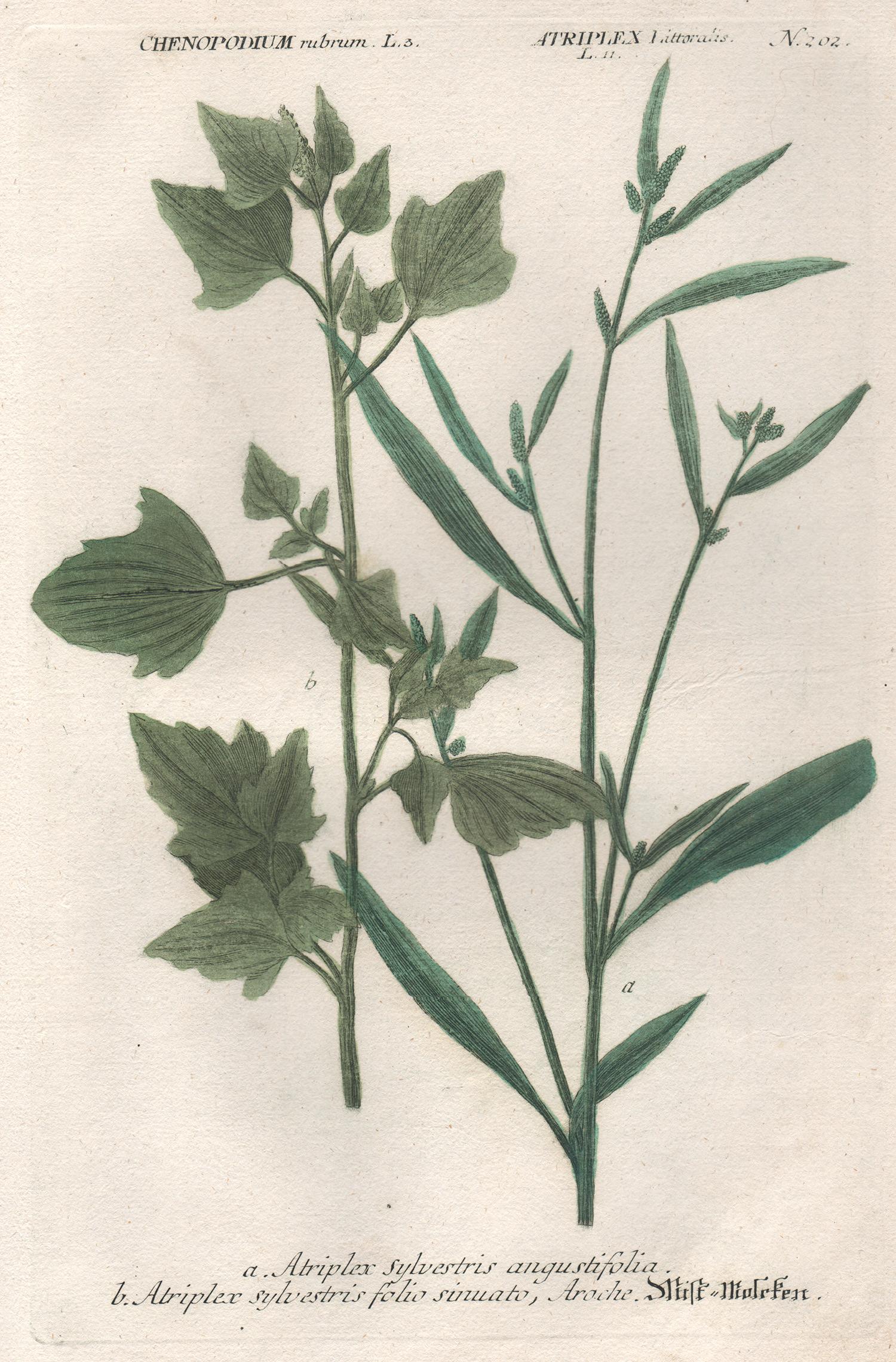 Johann Wilhelm Weinmann Still-Life Print - Atriplex sylvestris - 18th century Weinmann botanical herbal plant engraving