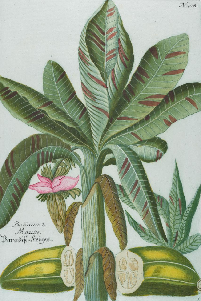 Jardinière de banane : une gravure botanique du 18e siècle colorée à la main par J. Weinmann - Print de Johann Wilhelm Weinmann