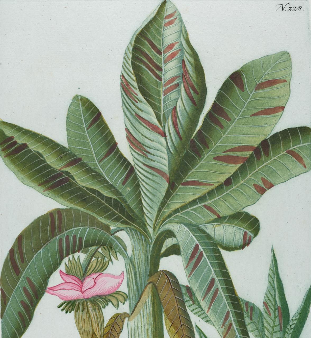Jardinière de banane : une gravure botanique du 18e siècle colorée à la main par J. Weinmann - Naturalisme Print par Johann Wilhelm Weinmann
