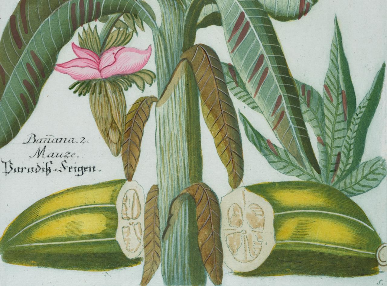 This is an original antique colored botanical mezzotint and line engraving of banana plants, which is finished with hand-coloring. It is entitled 