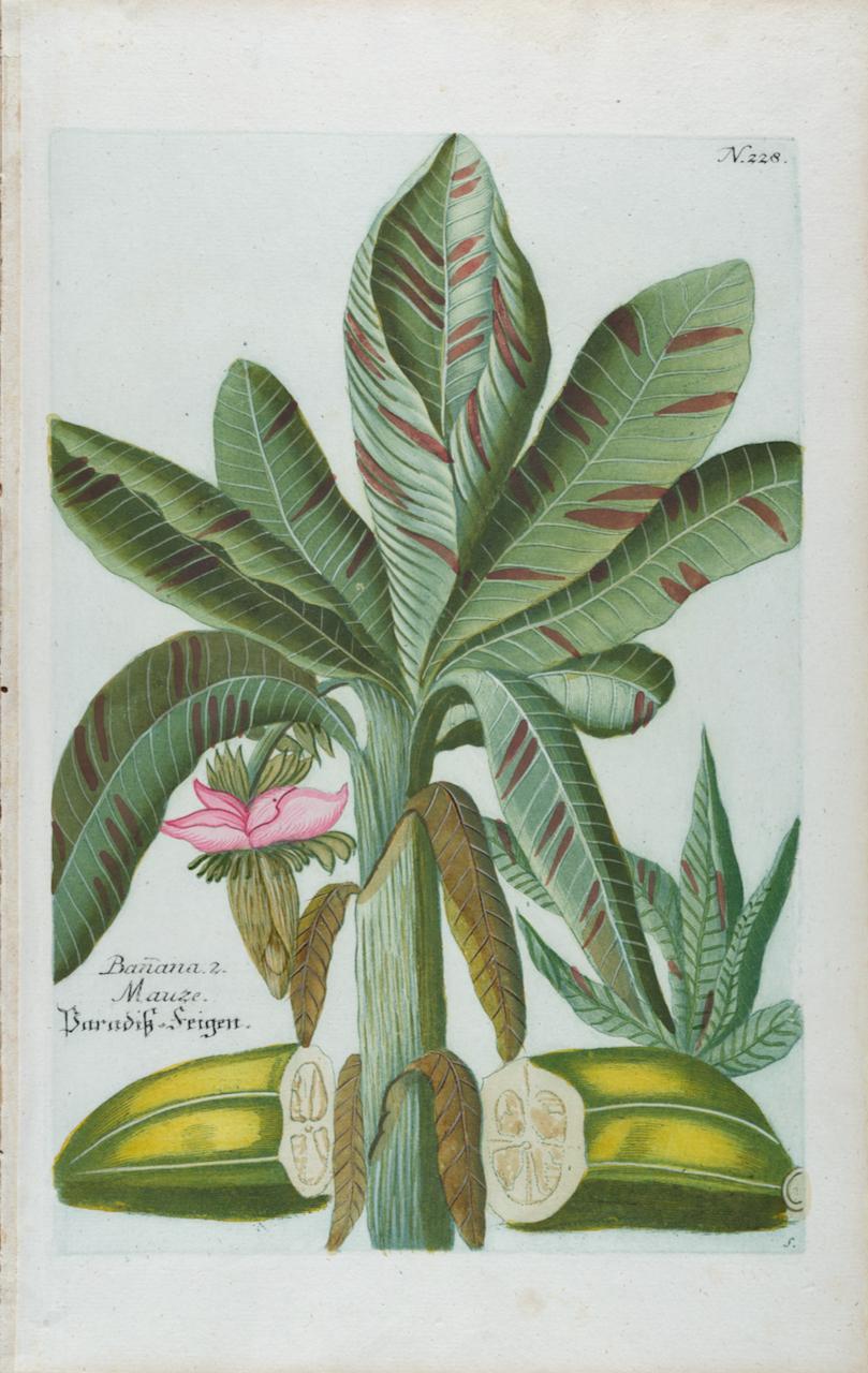 Jardinière de banane : une gravure botanique du 18e siècle colorée à la main par J. Weinmann
