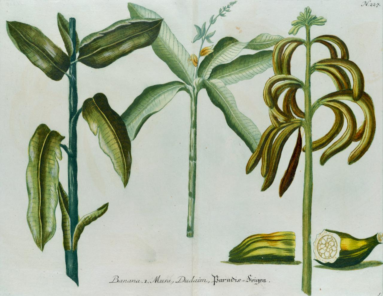 Jardinières de bananes : une gravure botanique du 18e siècle colorée à la main par J. Weinmann - Print de Johann Wilhelm Weinmann