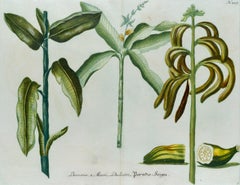Banana Plants: An 18th Century Hand-colored Botanical Engraving by J. Weinmann