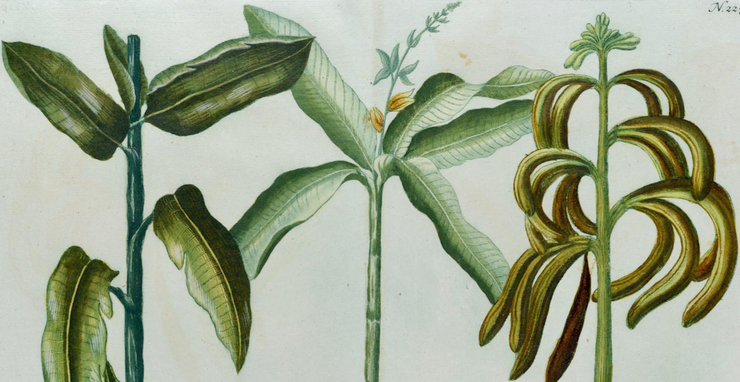 Jardinières de bananes : une gravure botanique du 18e siècle colorée à la main par J. Weinmann - Naturalisme Print par Johann Wilhelm Weinmann
