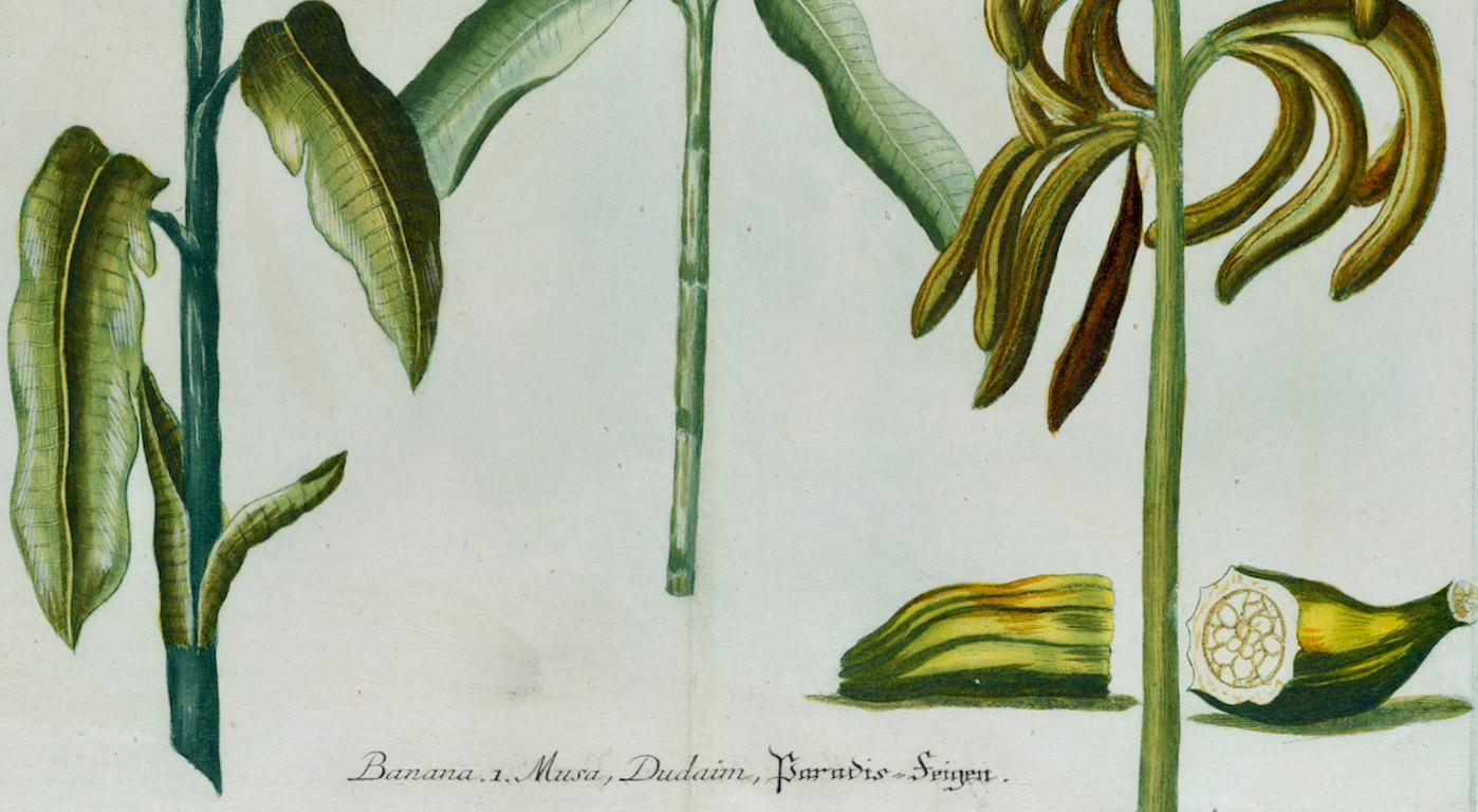 This is a striking original antique colored botanical mezzotint and line double page engraving of banana plants, which is finished with hand-coloring. It is entitled 