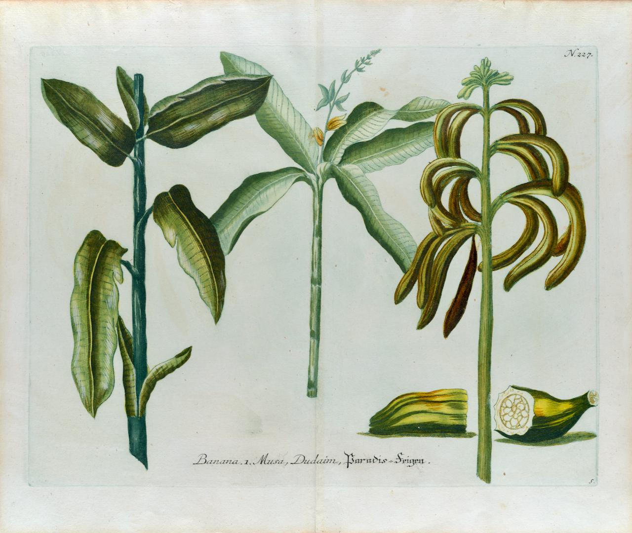 Johann Wilhelm Weinmann Still-Life Print – Bananenpflanzen: Eine handkolorierte botanische Gravur aus dem 18. Jahrhundert von J. Weinmann