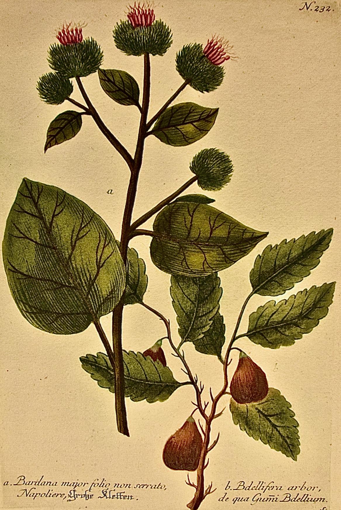 Flowering Bardana Daisy: 18th Century Hand-colored Weinmann Botanical Engraving - Print by Johann Wilhelm Weinmann