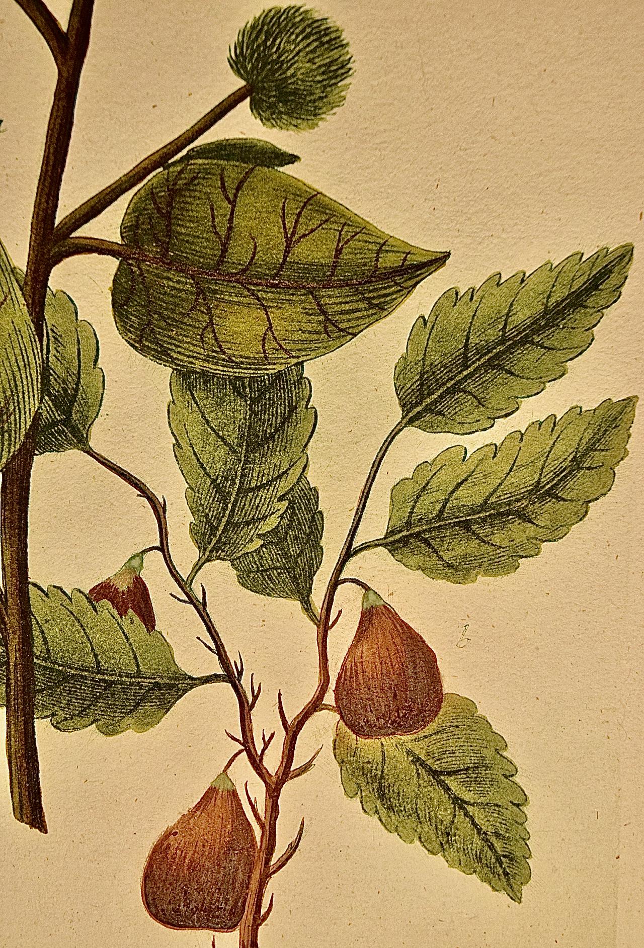 Flowering Bardana Daisy: 18th Century Hand-colored Weinmann Botanical Engraving - Naturalistic Print by Johann Wilhelm Weinmann
