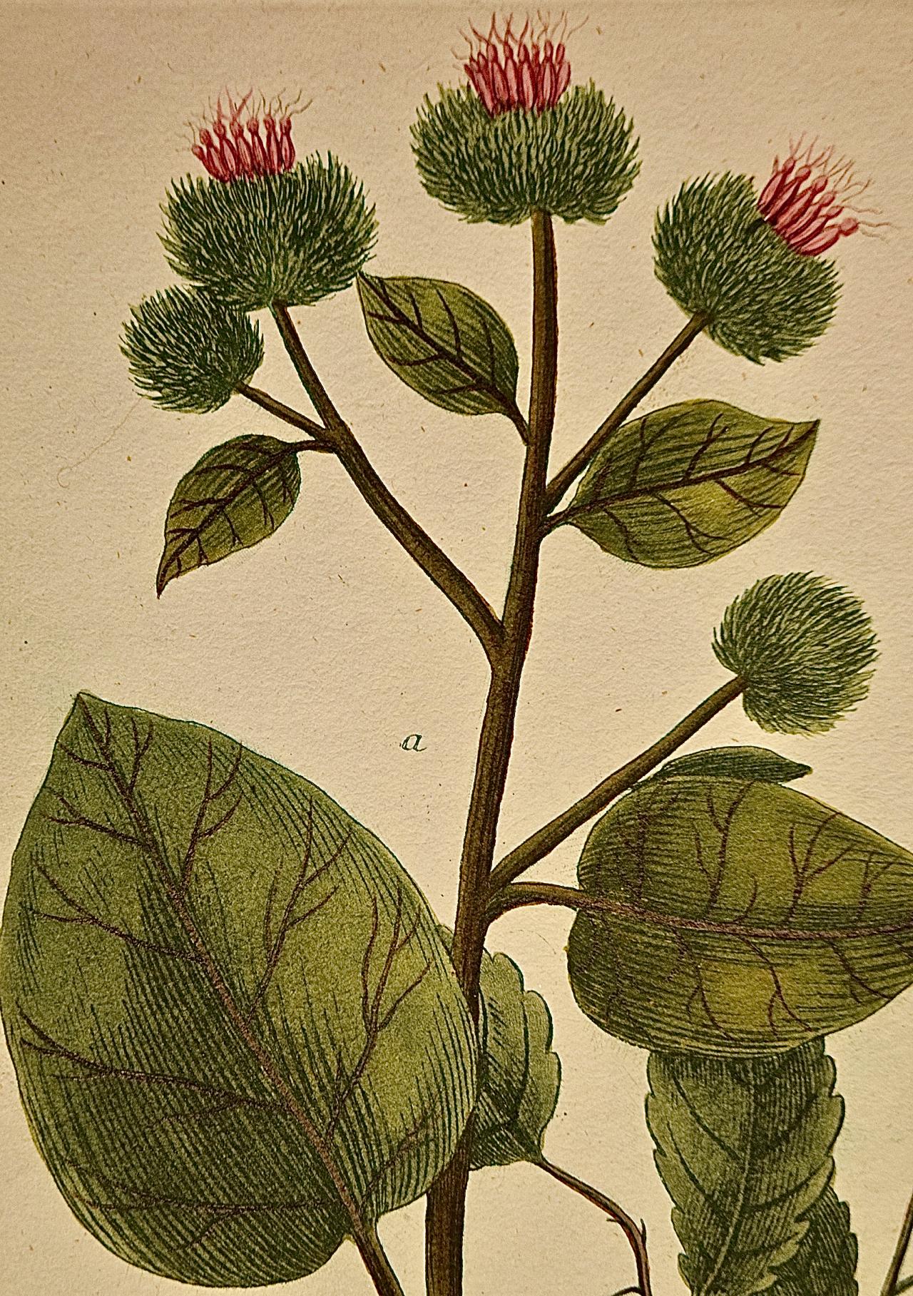 This hand-colored botanical mezzotint and line engraving by Johann Wilhelm Weinmann (1683-1741) is entitled 