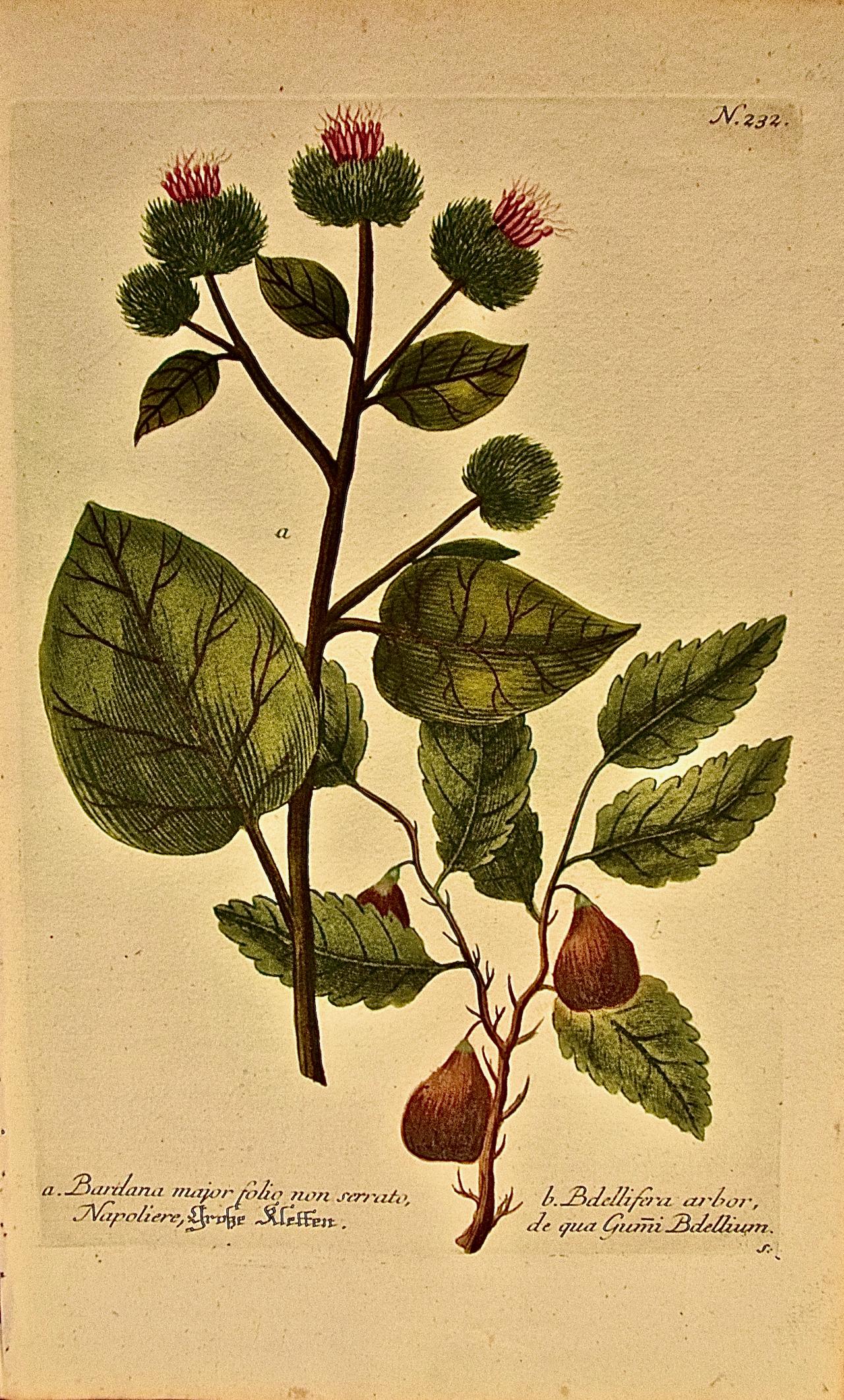 Floración de la margarita bardana: grabado botánico Weinmann del siglo XVIII coloreado a mano