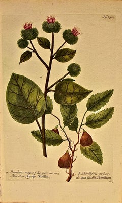 Floración de la margarita bardana: grabado botánico Weinmann del siglo XVIII coloreado a mano