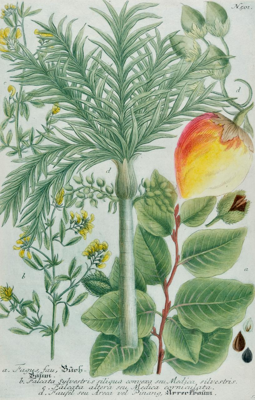 Betel Nussbaum Palme: Eine handkolorierte botanische Gravur aus dem 18. Jahrhundert von J. Weinmann – Print von Johann Wilhelm Weinmann