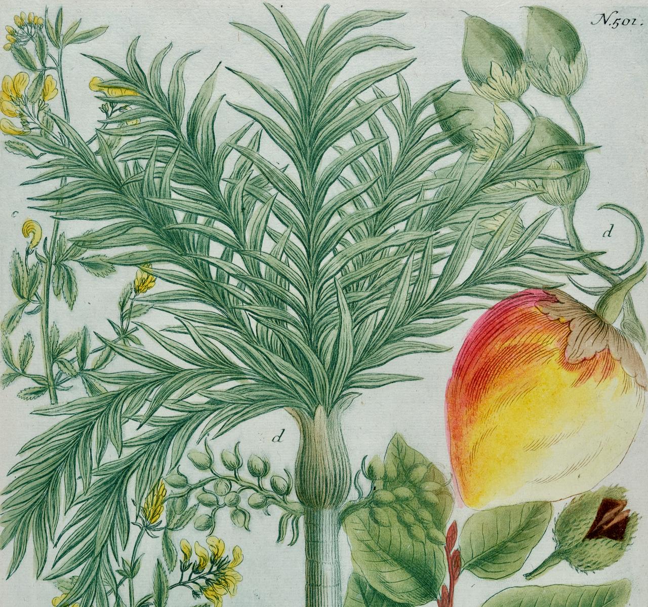 Palme de noix de bétel : une gravure botanique du 18e siècle colorée à la main par J. Weinmann - Naturalisme Print par Johann Wilhelm Weinmann