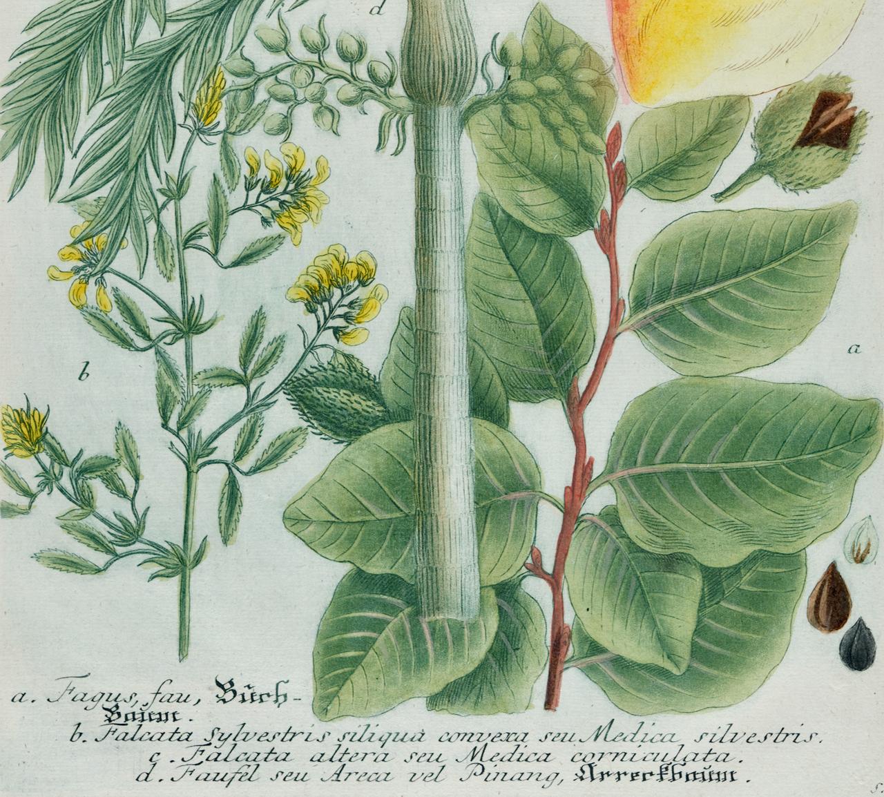 Il s'agit d'une gravure botanique ancienne colorée en mezzotinte et au trait d'un palmier à noix de bétel en fleurs, qui est finie avec un coloriage à la main. Elle est intitulée 