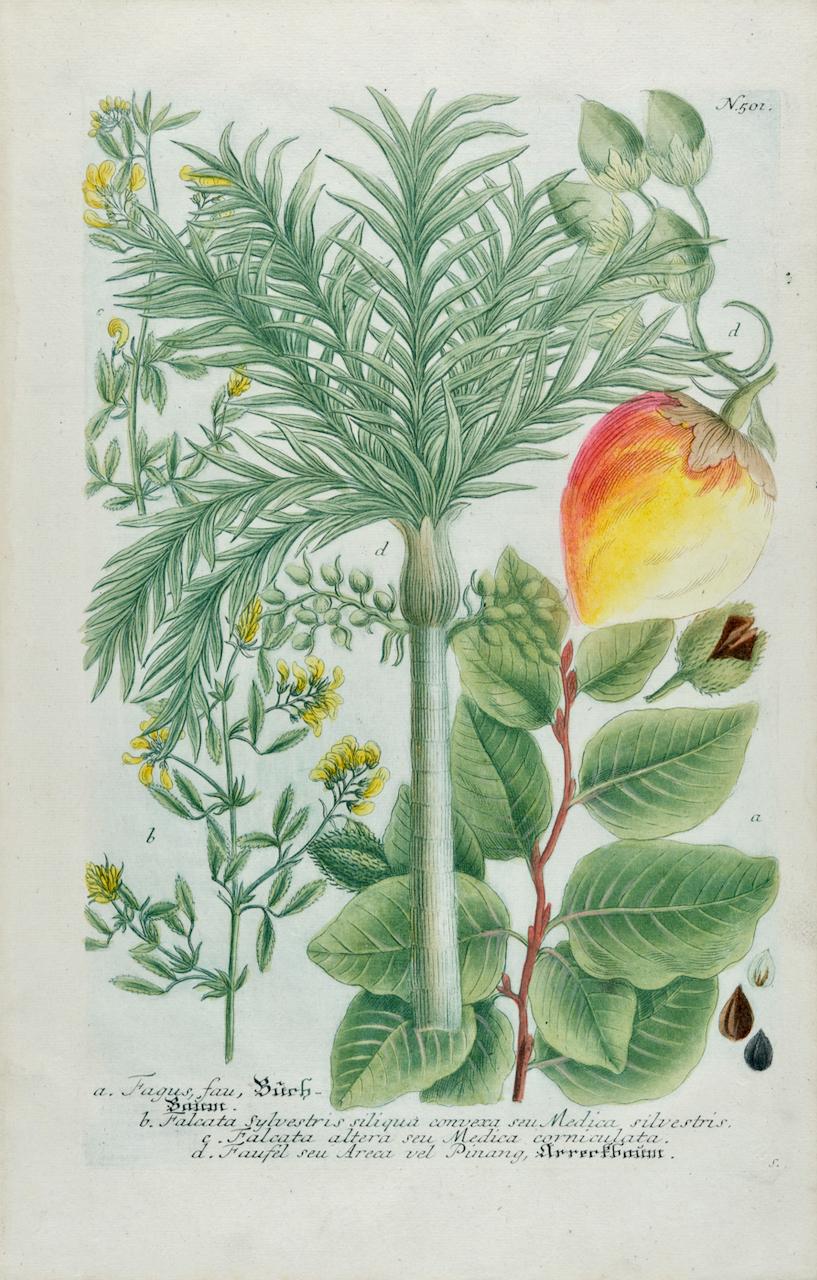 Johann Wilhelm Weinmann Still-Life Print – Betel Nussbaum Palme: Eine handkolorierte botanische Gravur aus dem 18. Jahrhundert von J. Weinmann