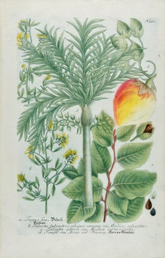 Palme de noix de bétel : une gravure botanique du 18e siècle colorée à la main par J. Weinmann