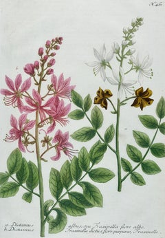 Flowering Burning Bush: 18th Century Hand-colored Weinmann Botanical Engraving