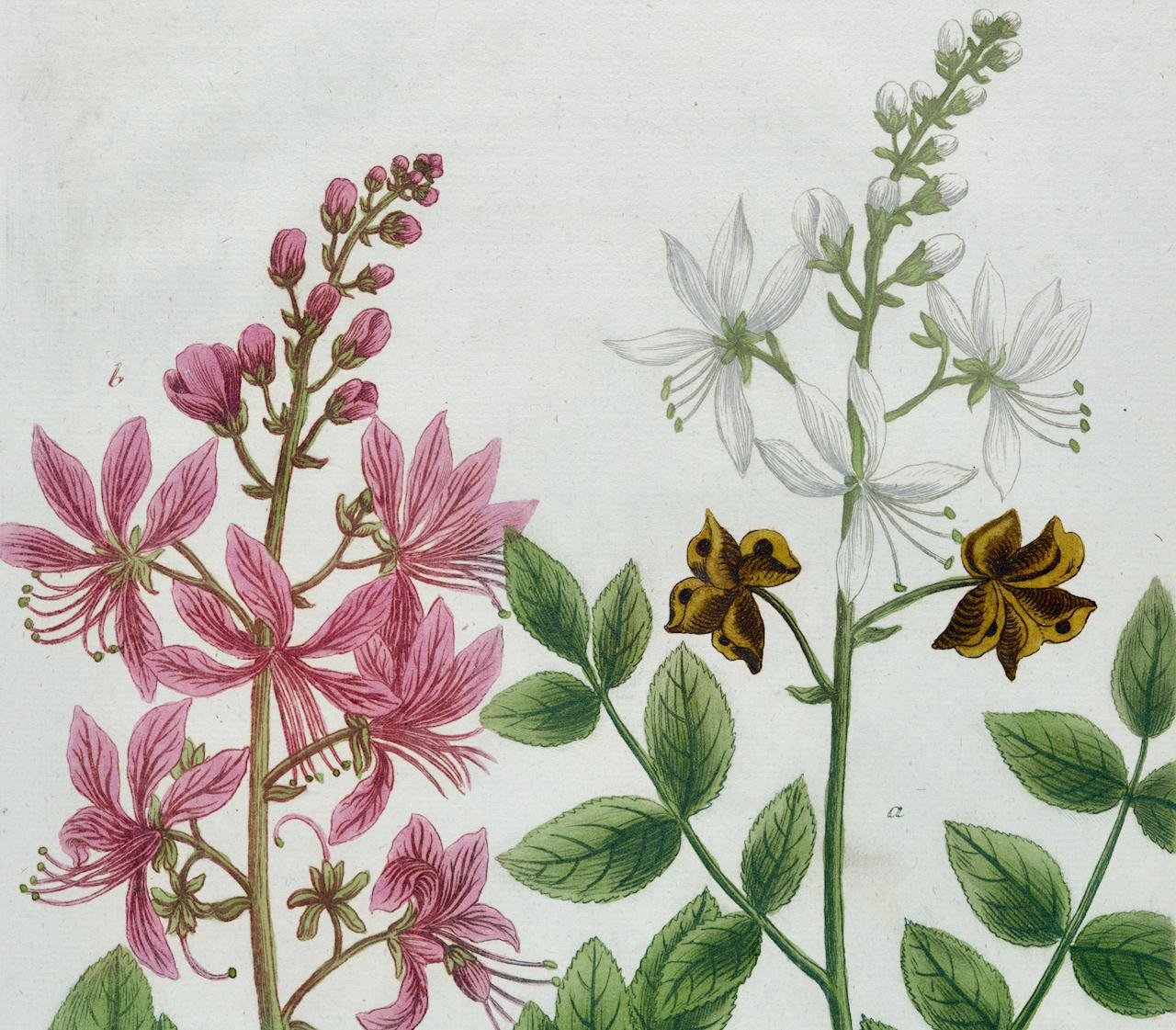 Bush en fleurs : gravure botanique Weinmann du 18e siècle colorée à la main - Naturalisme Print par Johann Wilhelm Weinmann