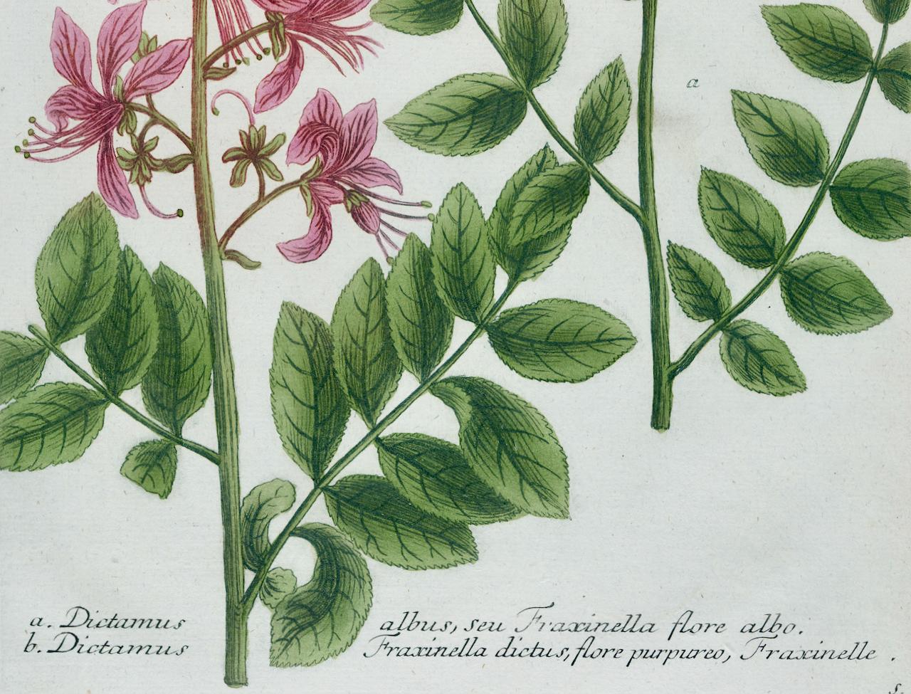 Il s'agit d'une gravure botanique ancienne colorée en mezzotinte et au trait représentant des plantes à gaz en fleurs ou des buissons ardents et des fraxinelles, qui est finie avec un coloriage à la main. Elle est intitulée 