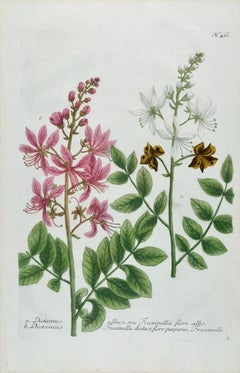 Burning Bush: An 18th Century Hand-colored Botanical Engraving by J. Weinmann