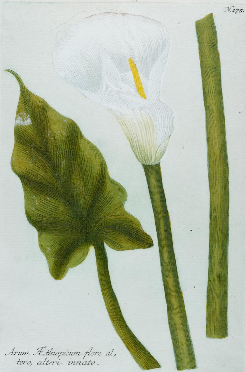 Calla Lily 2: An 18th Century Hand-colored Botanical Engraving by J. Weinmann - Print by Johann Wilhelm Weinmann