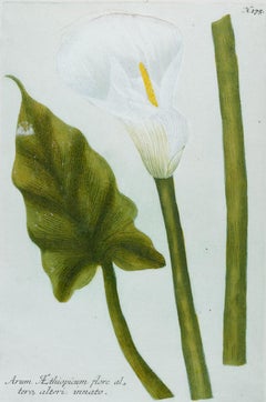 Calla Lily 2: An 18th Century Hand-colored Botanical Engraving by J. Weinmann