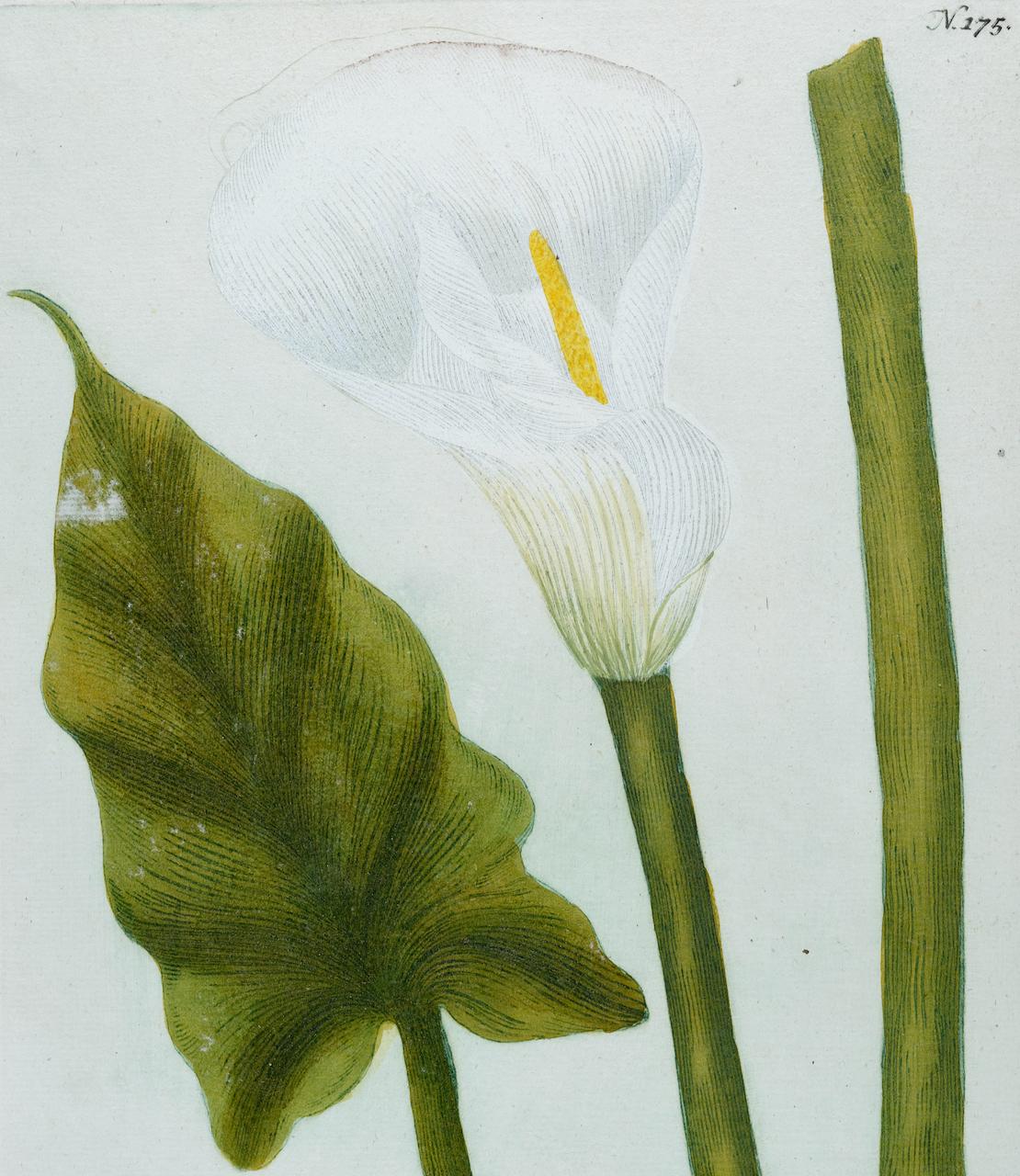 Calla Lily 2: Eine handkolorierte botanische Gravur des 18. Jahrhunderts von J. Weinmann (Naturalismus), Print, von Johann Wilhelm Weinmann