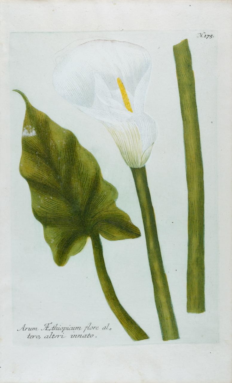 Johann Wilhelm Weinmann Still-Life Print – Calla Lily 2: Eine handkolorierte botanische Gravur des 18. Jahrhunderts von J. Weinmann