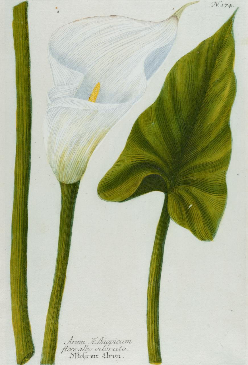 Calla Lily: Eine handkolorierte botanische Gravur des 18. Jahrhunderts von J. Weinmann – Print von Johann Wilhelm Weinmann