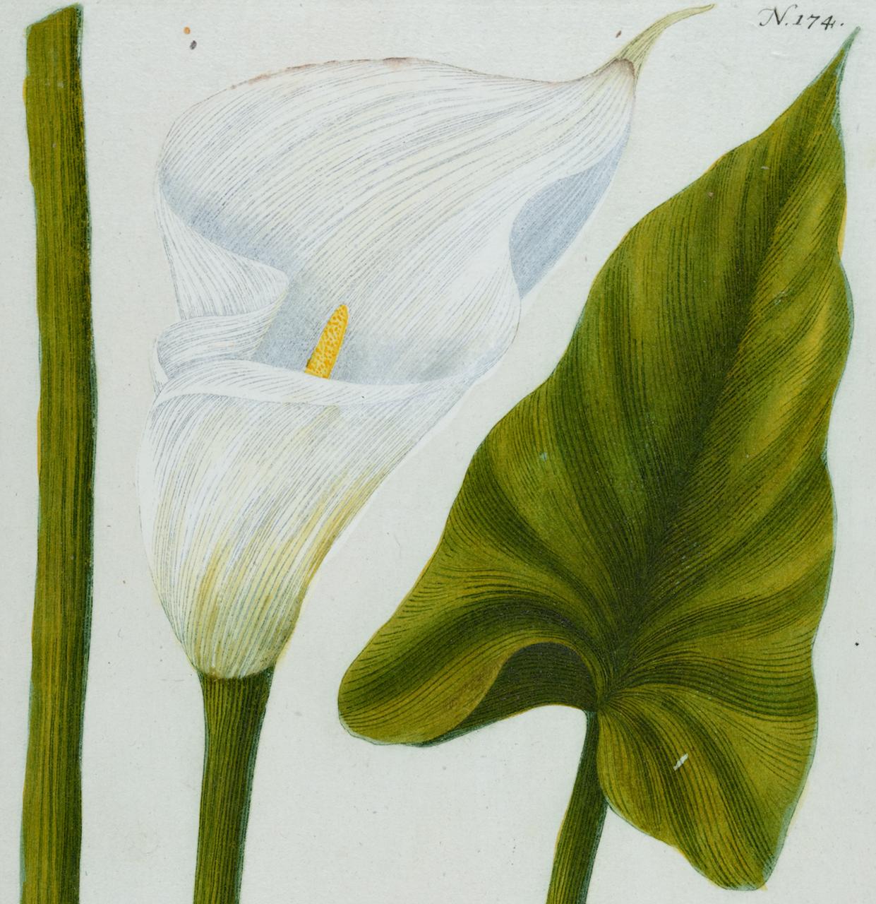 Calla Lily: Eine handkolorierte botanische Gravur des 18. Jahrhunderts von J. Weinmann (Naturalismus), Print, von Johann Wilhelm Weinmann