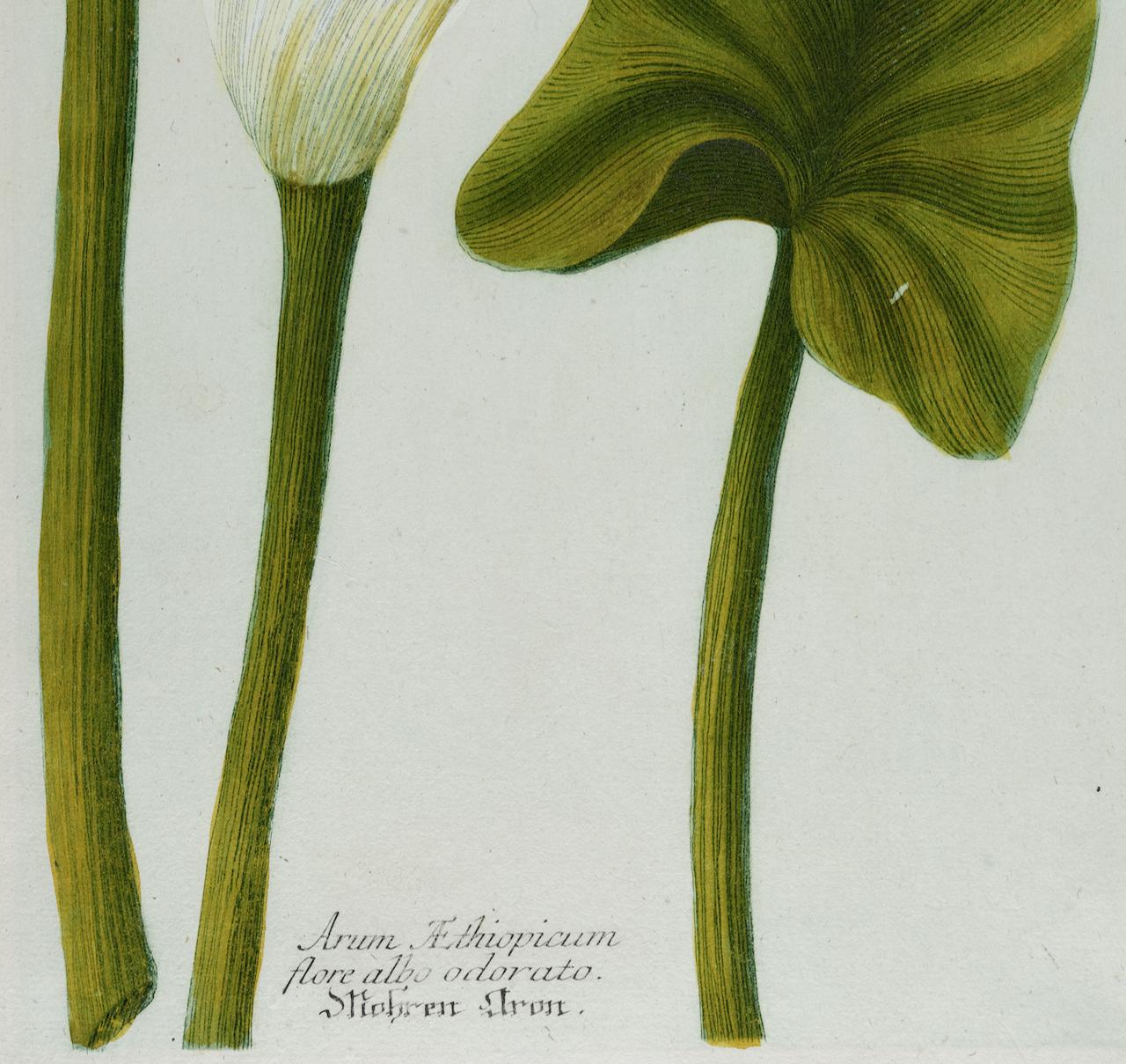 This is a beautiful original antique colored botanical mezzotint and line engraving of a flowering Calla Lily, which is finished with hand-coloring. It is entitled 