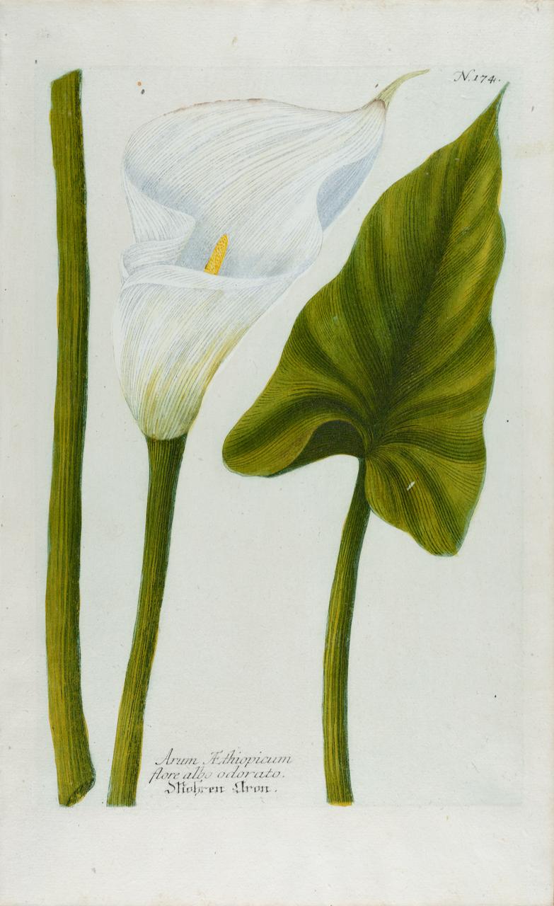 Johann Wilhelm Weinmann Landscape Print - Calla Lily: An 18th Century Hand-colored Botanical Engraving by J. Weinmann