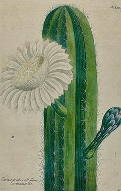 A Flowering Cactus Plant: 18th C. Hand-colored Botanical Engraving by Weinmann