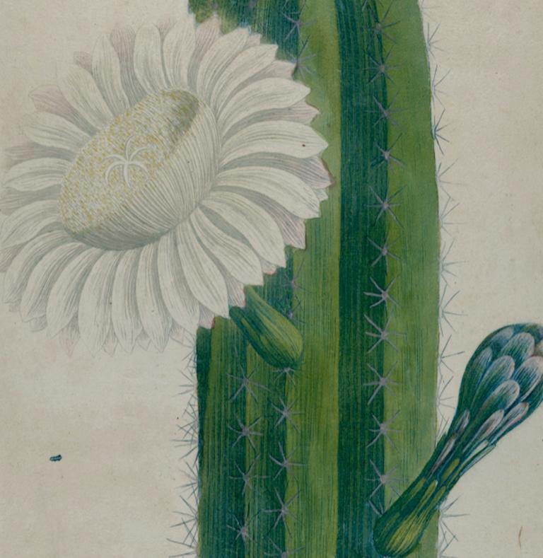 A Flowering Cactus Plant: 18th C. Hand-colored Botanical Engraving by Weinmann - Naturalistic Print by Johann Wilhelm Weinmann