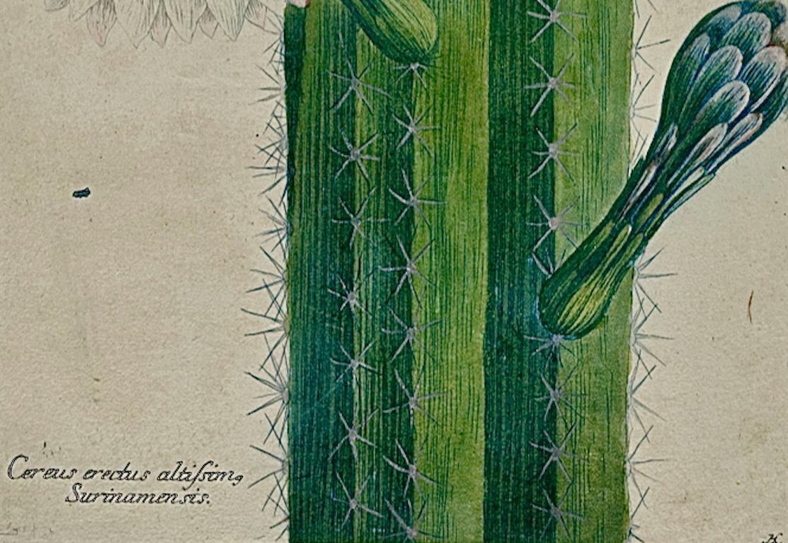 A Flowering Cactus Plant: 18th C. Hand-colored Botanical Engraving by Weinmann - Beige Landscape Print by Johann Wilhelm Weinmann