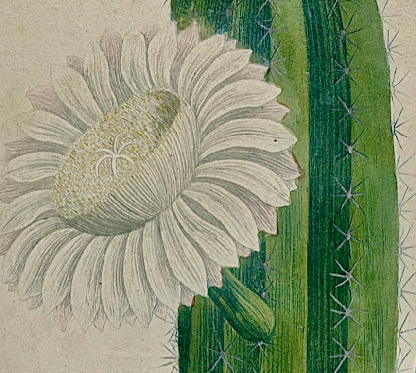 This hand-colored botanical mezzotint and line engraving by Johann Wilhelm Weinmann (1683-1741) is entitled 